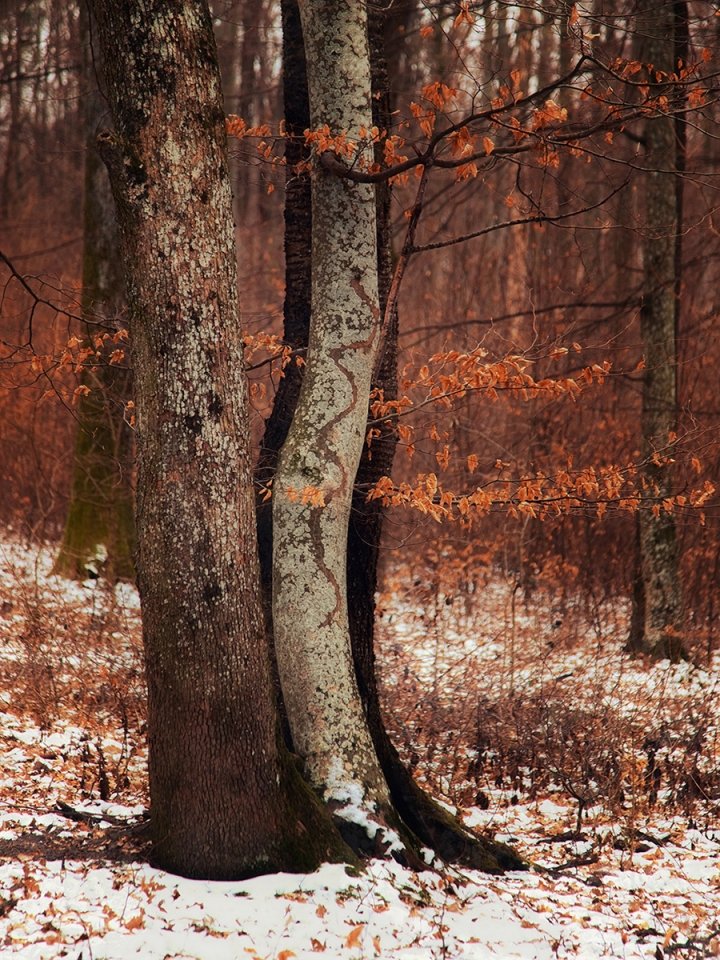 ERDŐ
