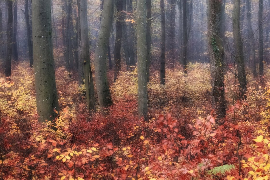 ERDŐ