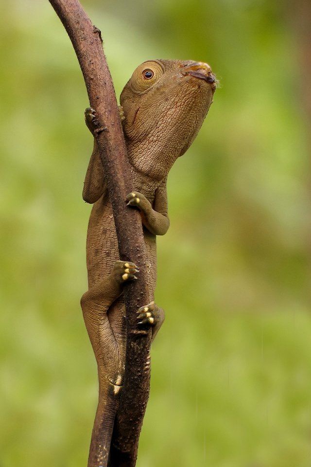 MADAGASZKÁR