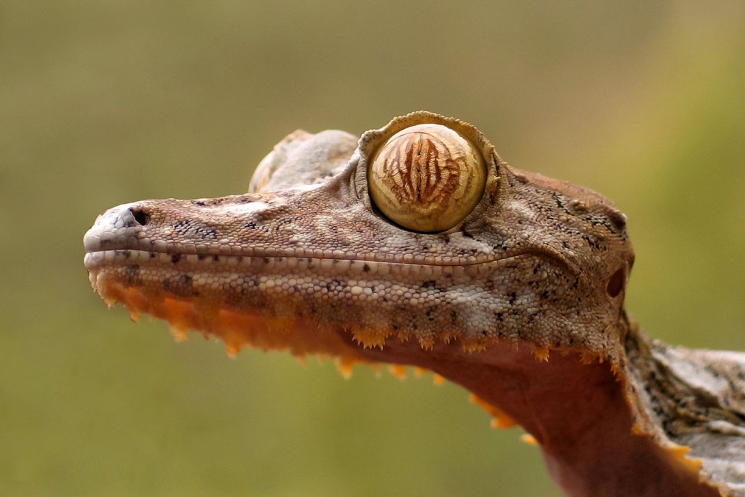 MADAGASZKÁR