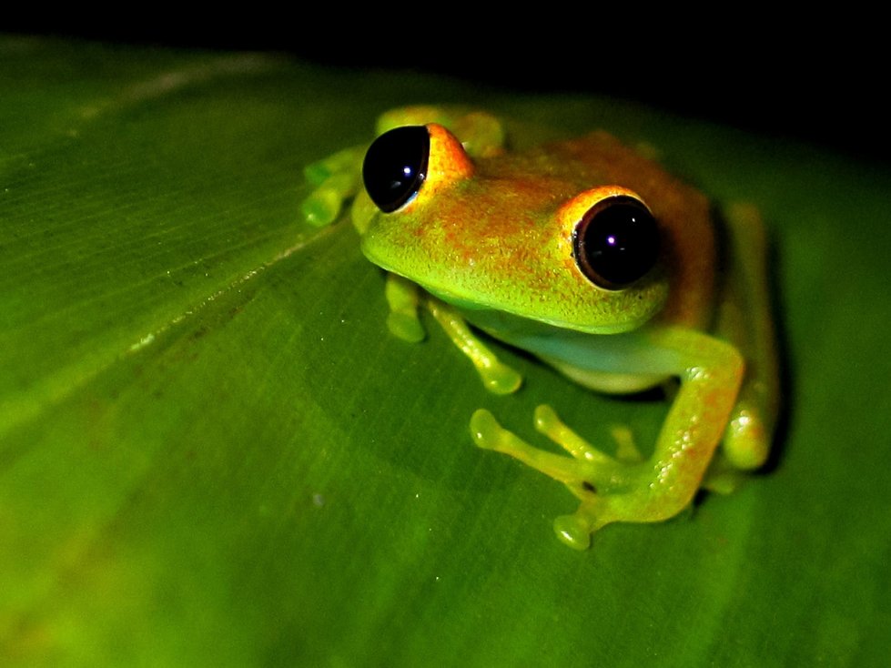 MADAGASZKÁR
