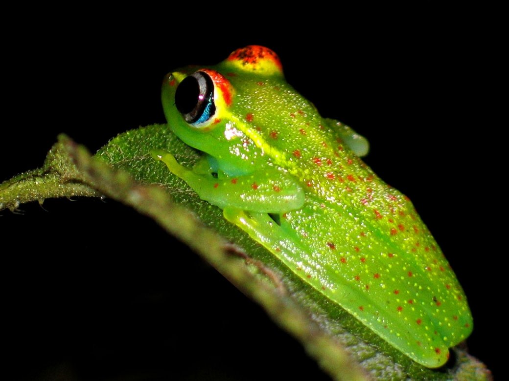 MADAGASZKÁR