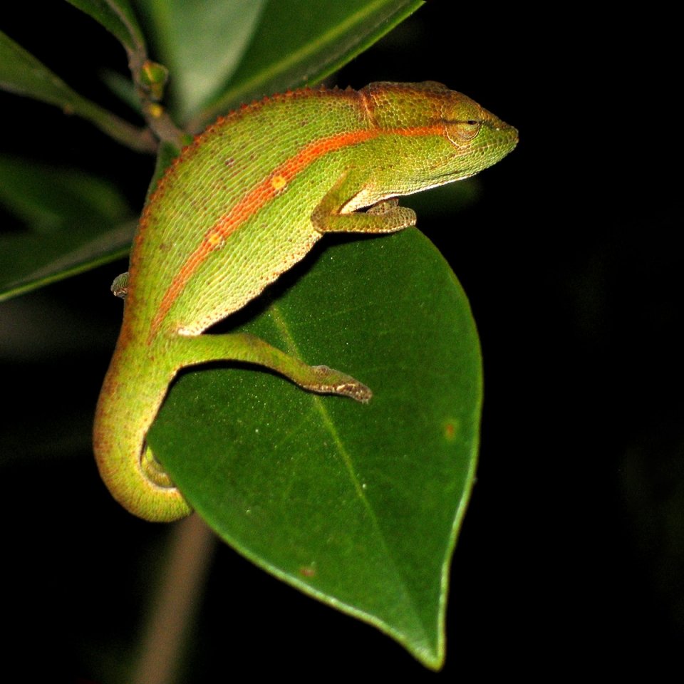 MADAGASZKÁR