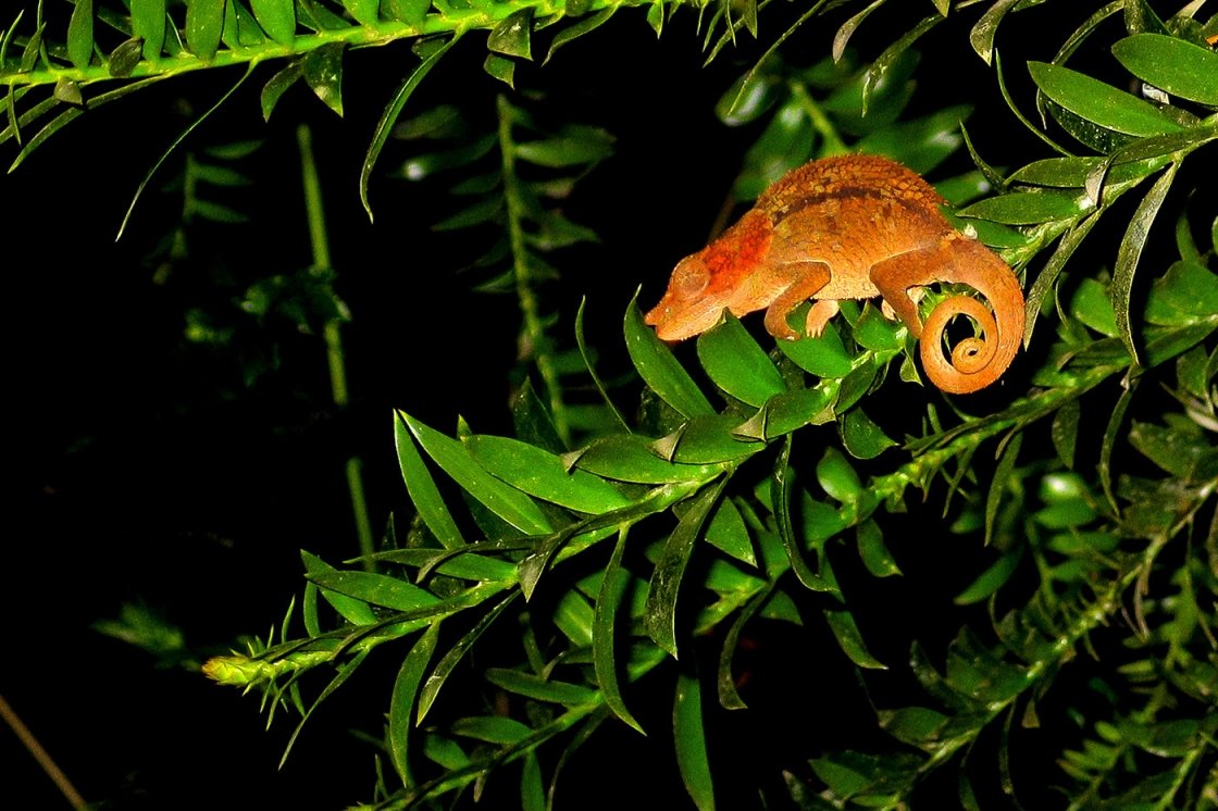 MADAGASZKÁR