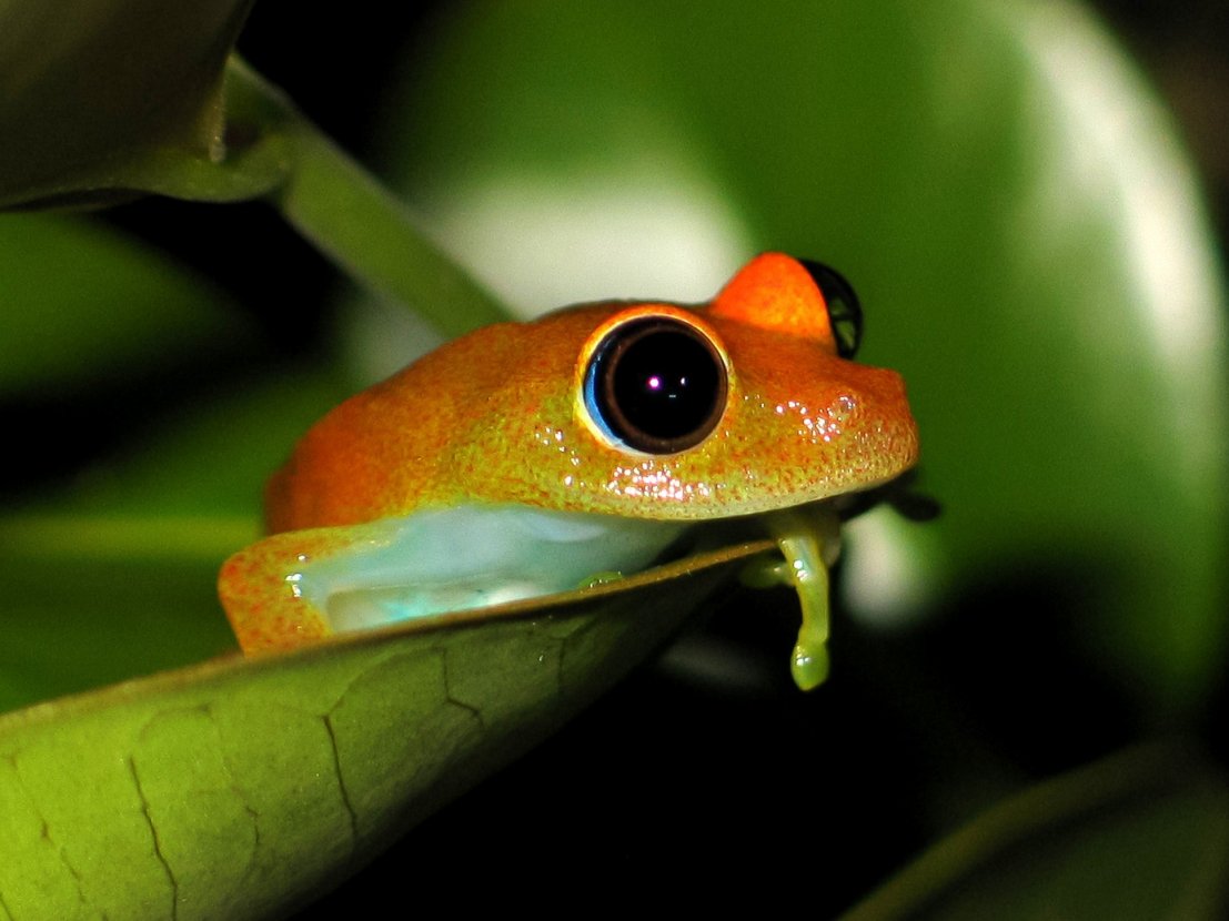 MADAGASZKÁR