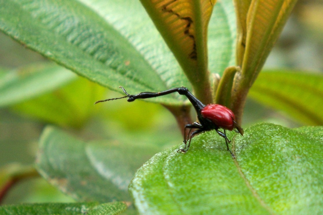 MADAGASZKÁR