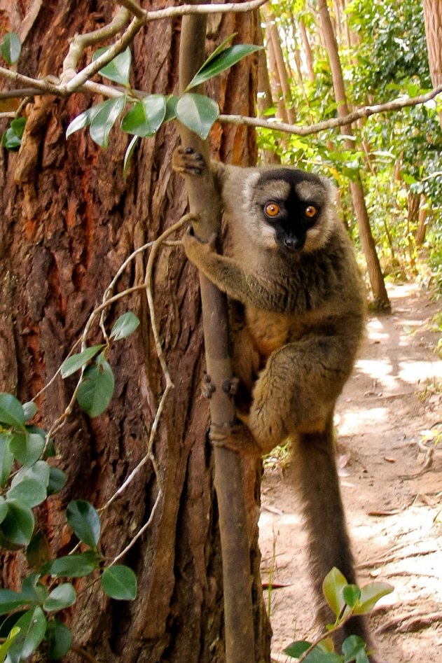 MADAGASZKÁR