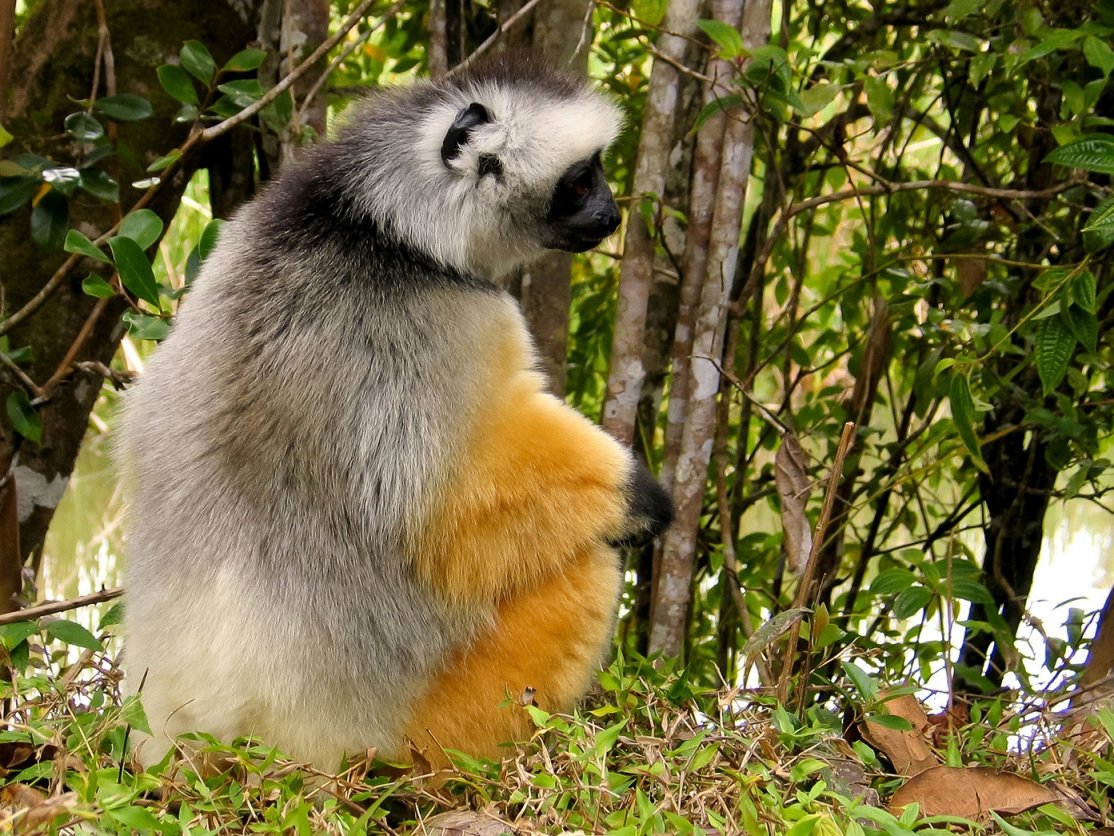 MADAGASZKÁR