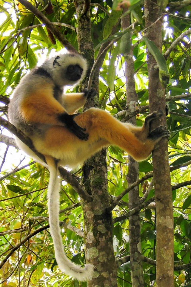 MADAGASZKÁR