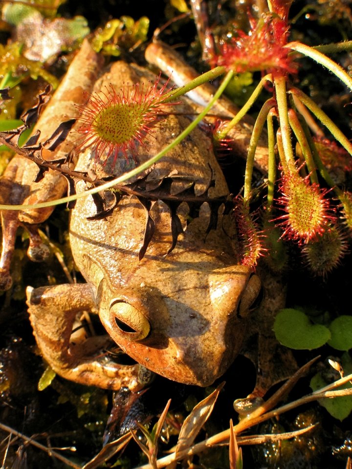MADAGASZKÁR