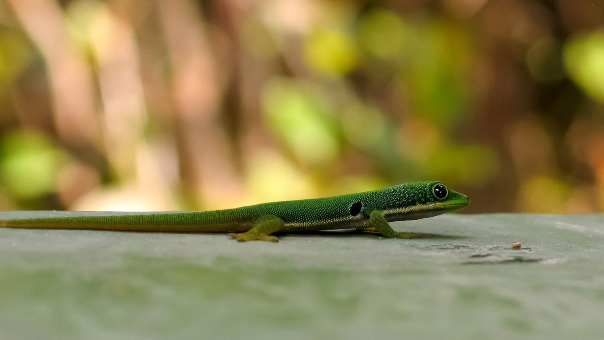 MADAGASZKÁR