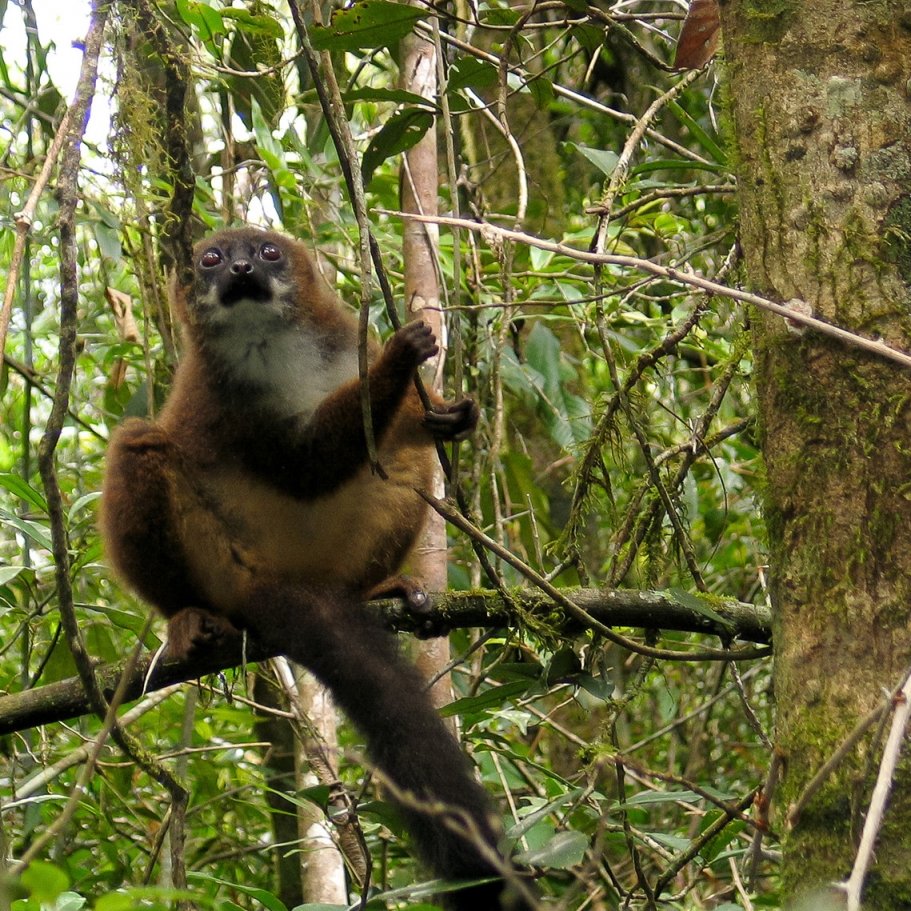 MADAGASZKÁR