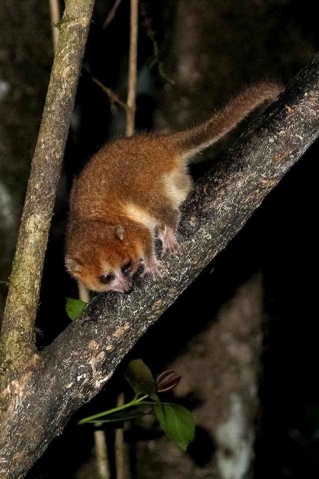MADAGASZKÁR