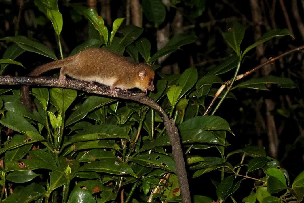 MADAGASZKÁR