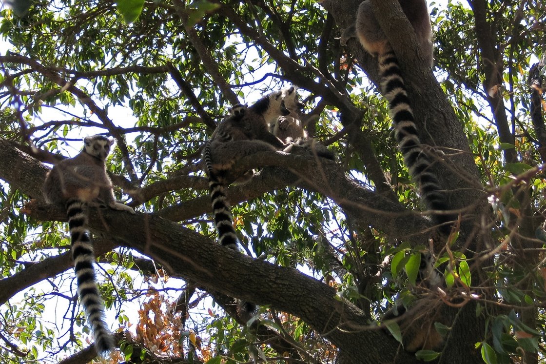 MADAGASZKÁR