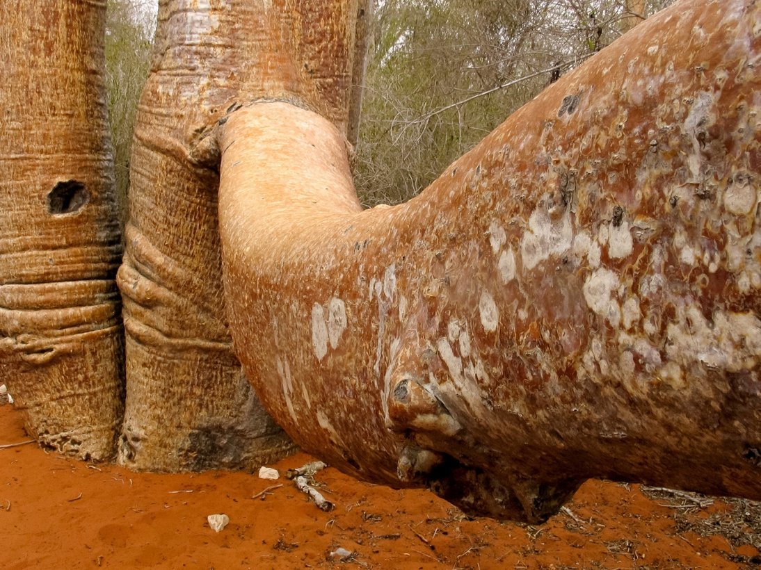 MADAGASZKÁR