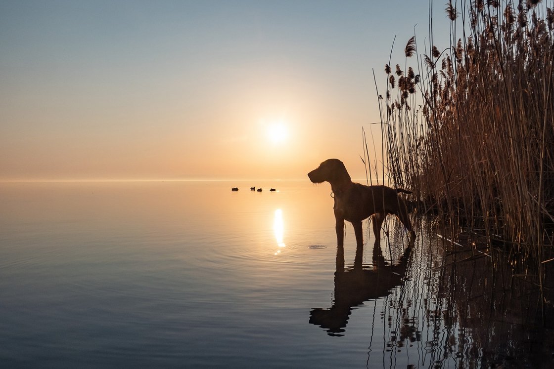 BALATON