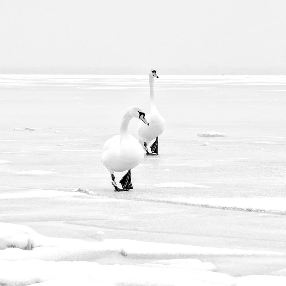 BALATON