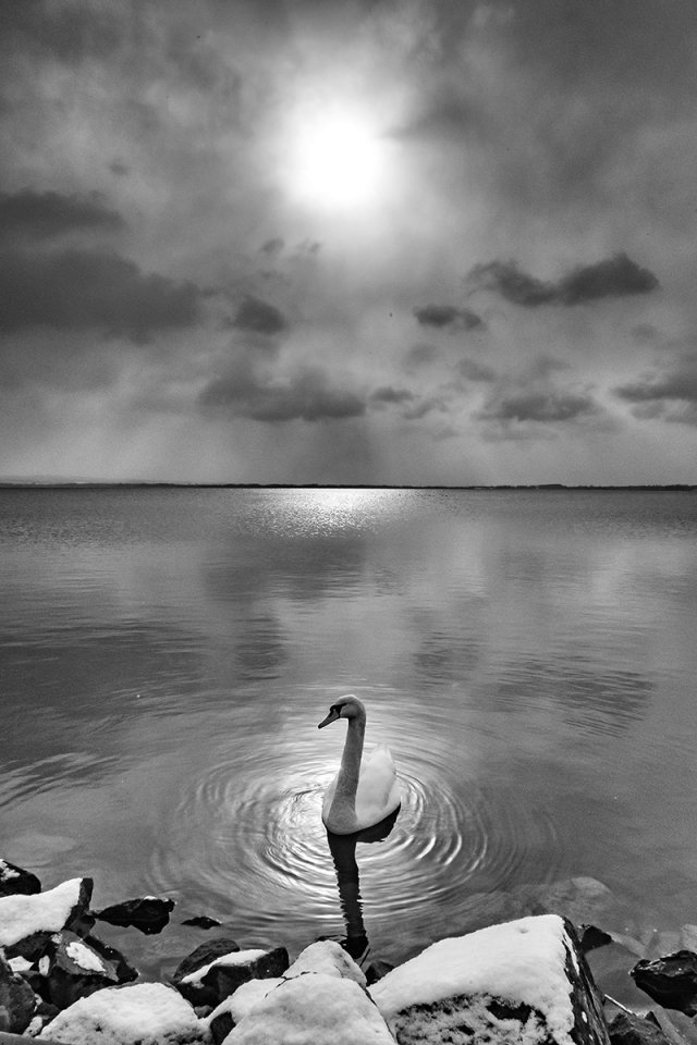 BALATON
