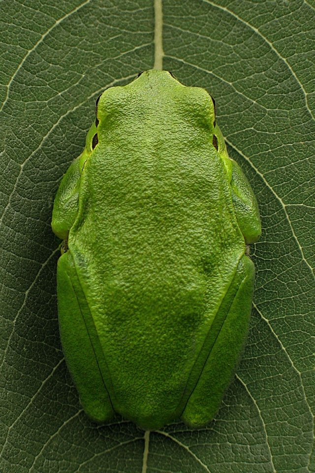 BÉKÁK